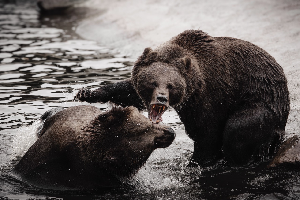 Kampf der Bären